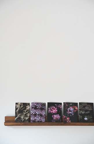 potted plant pink petaled flower painting pottery